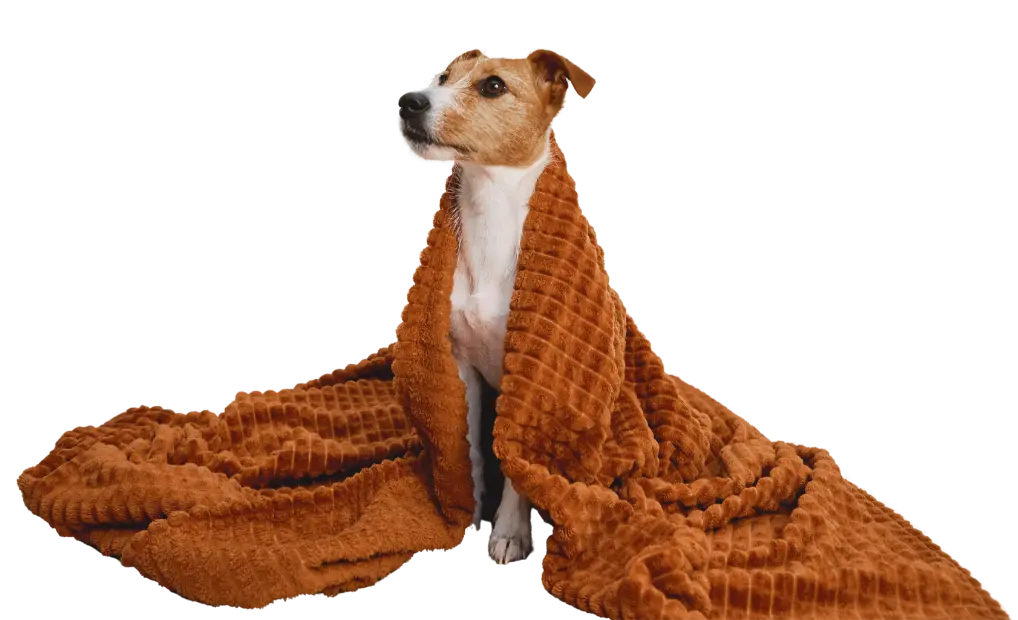 Autumn energy dog - Home Telecom